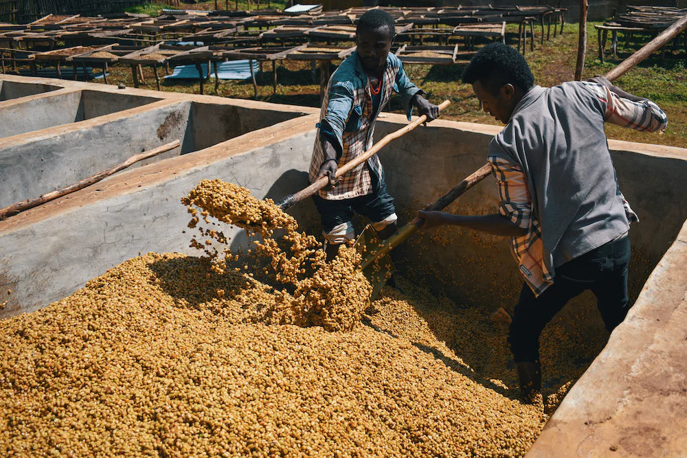 Ethiopia Guji Hambella Buku Abel G1 Natural 埃塞俄比亞 古吉罕貝拉 布穀 阿貝兒