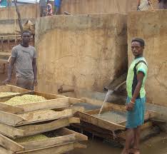 Ethiopia Guji Hambella Buku Abel G1 Natural 埃塞俄比亞 古吉罕貝拉 布穀 阿貝兒