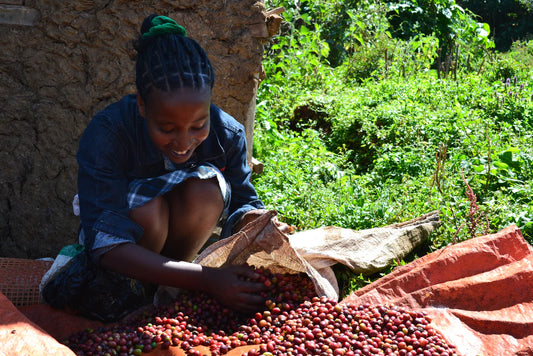 Ethiopia Guji Hambella Buku Abel G1 Natural 埃塞俄比亞 古吉罕貝拉 布穀 阿貝兒